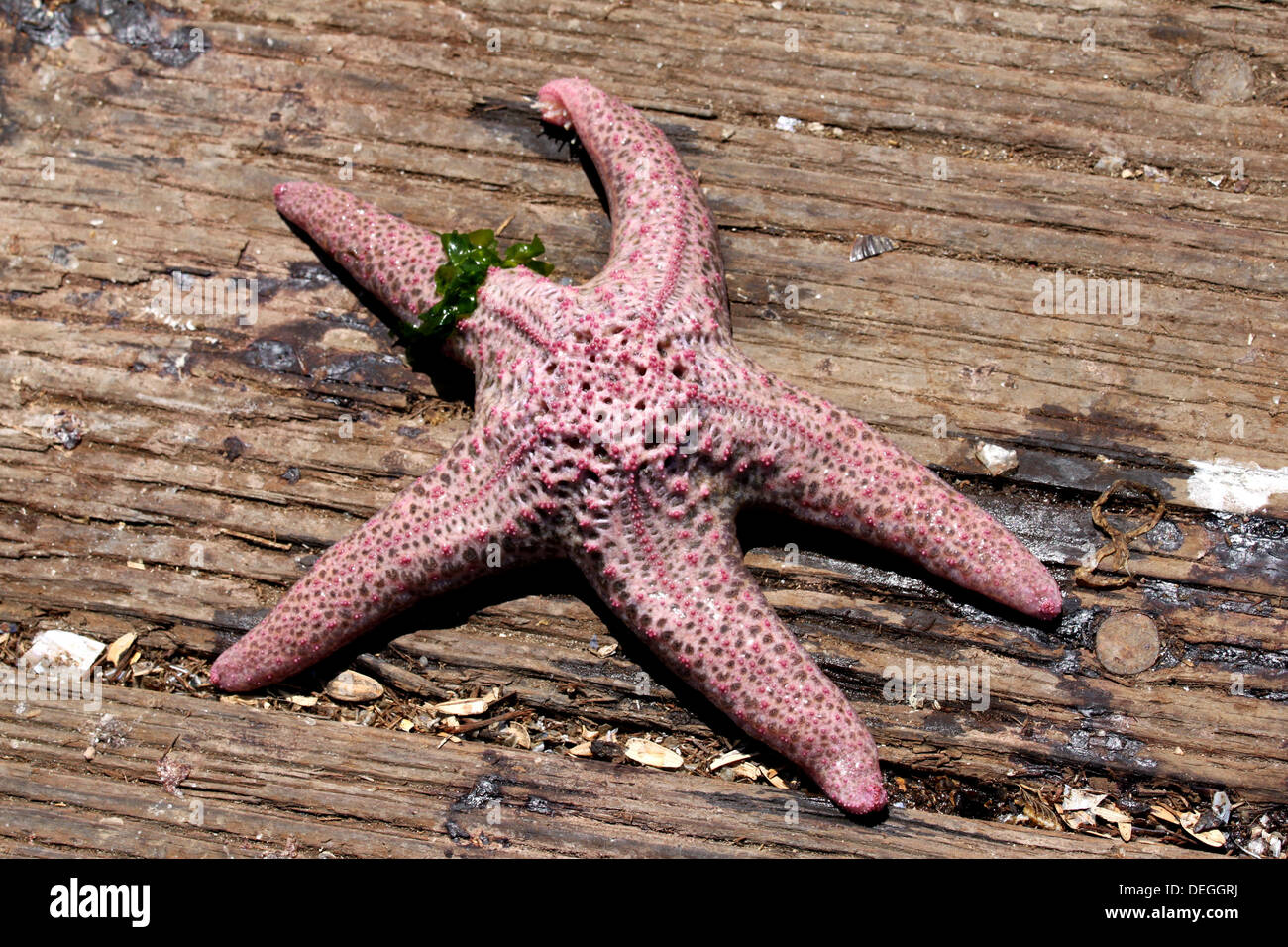 Seestern Stockfoto