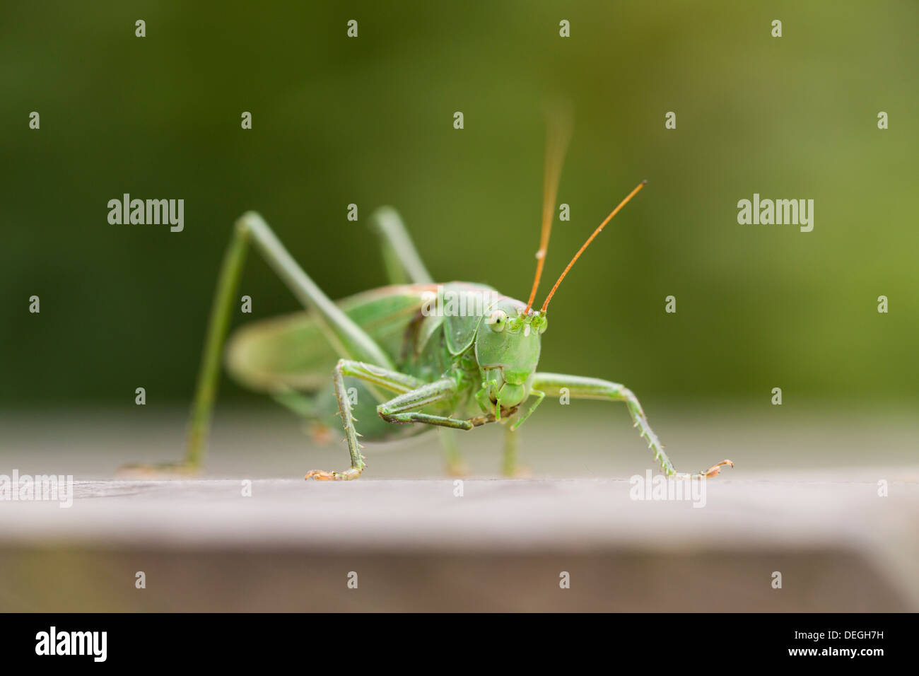 Große grüne Bush Cricket; Tettigonia Viridissima; Männlich; Herbst; Cornwall; UK Stockfoto