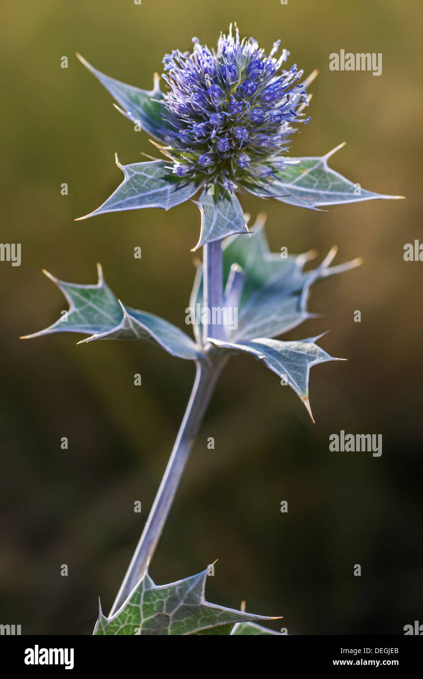 Meer-Holly (Eryngium Maritimum) in Blüte in den Dünen entlang der Küste Stockfoto