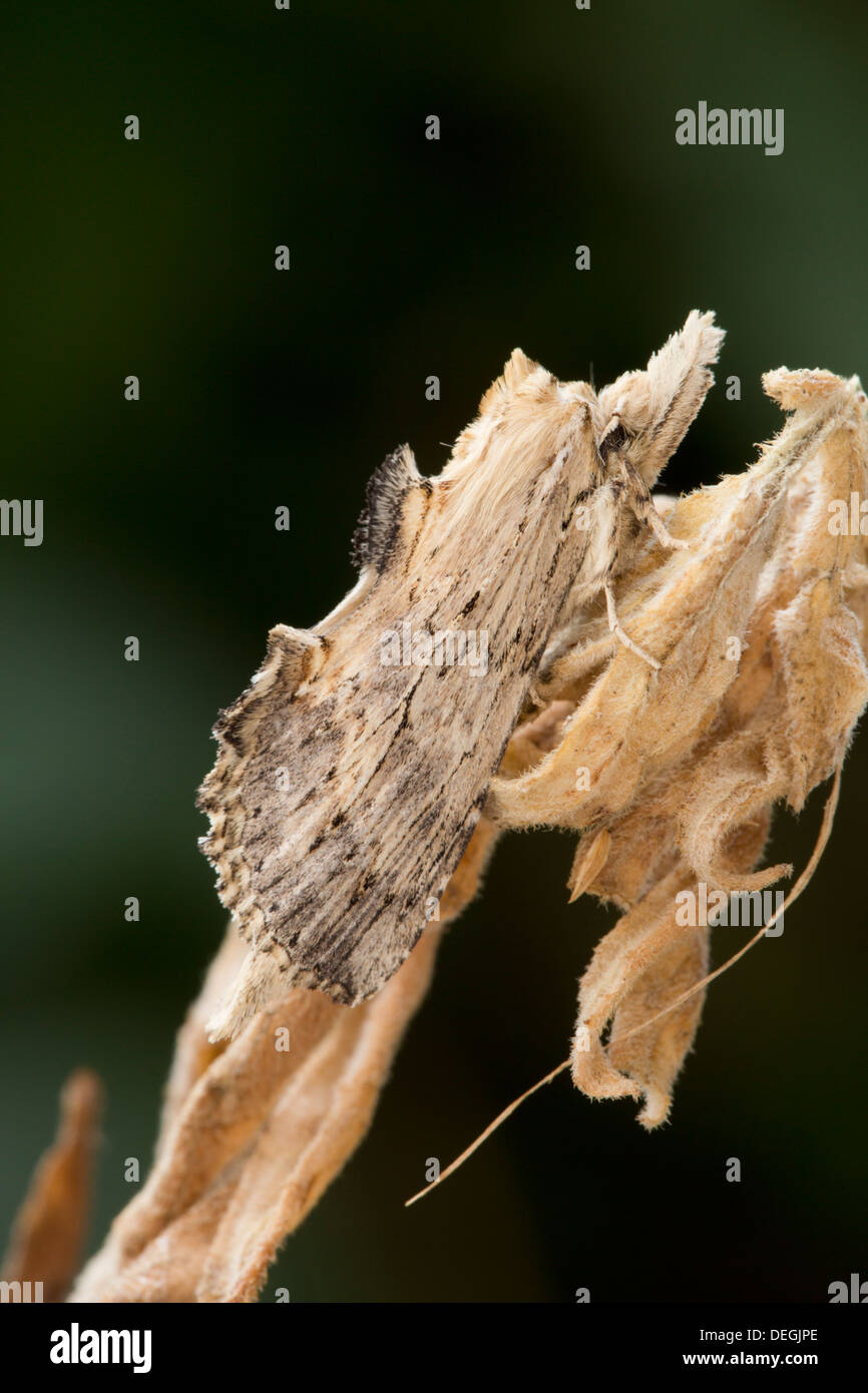 Blasse prominente Motte; Pterostoma Palpina; Sommer; UK Stockfoto