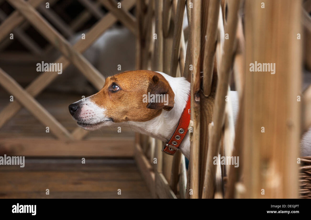 Neugierig glatt beschichtet Jack Russell Terrier (Canis Lupus Familiaris) kleben Kopf durch Schranke Stockfoto