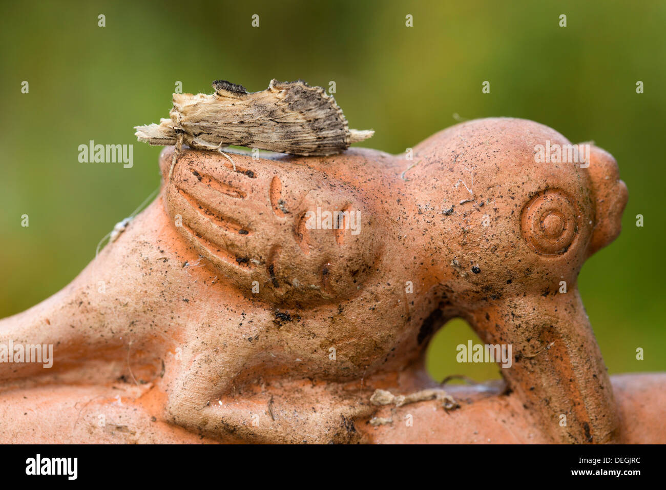 Blasse prominente Motte; Pterostoma Palpina; auf Garten Ornament; Sommer; UK Stockfoto