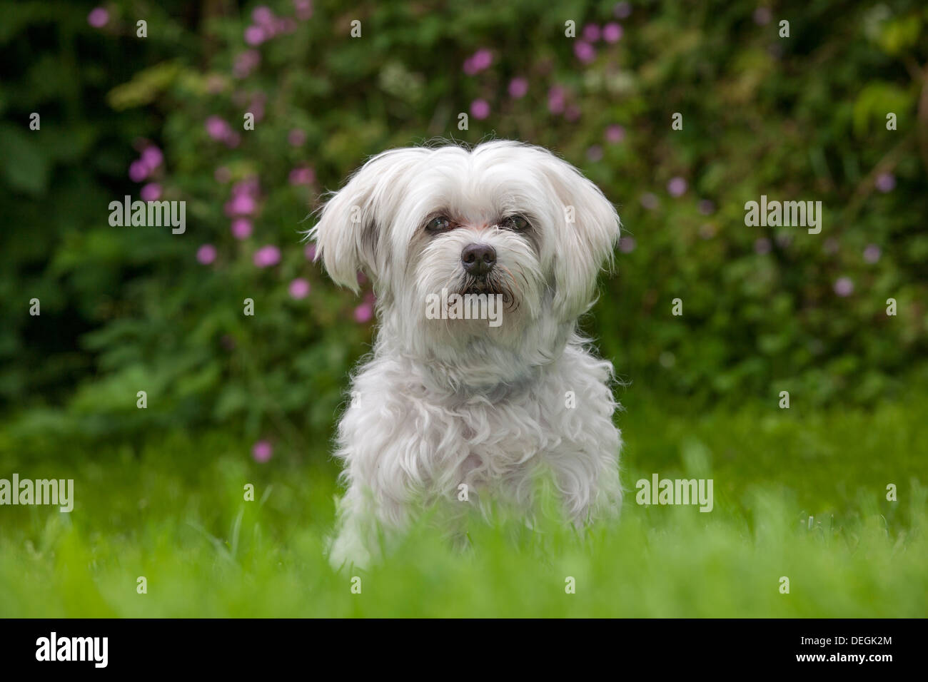 Porträt der Malteser / Maltezer Hund (Canis Lupus Familiaris) sitzen im Garten Stockfoto