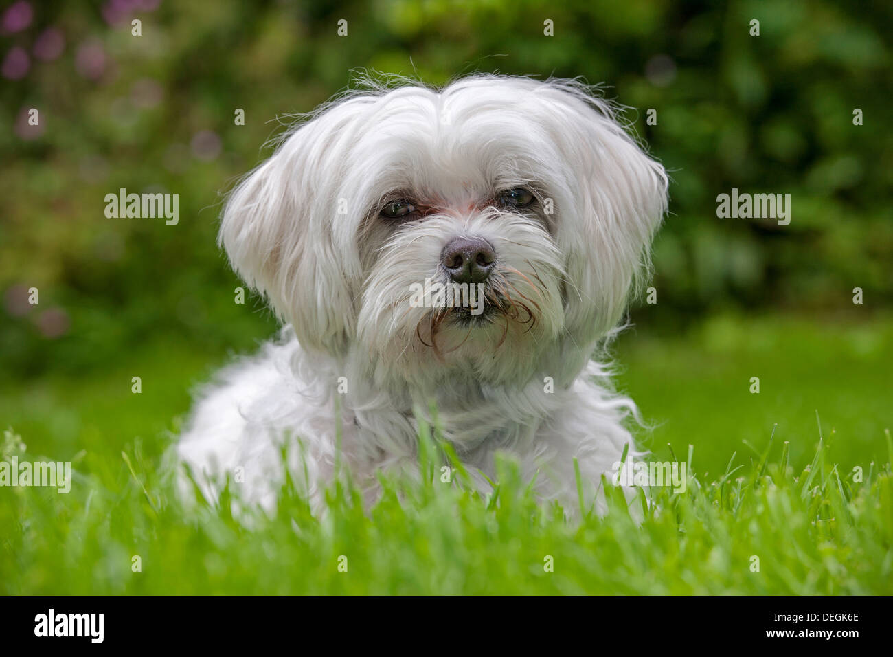 Porträt der Malteser / Maltezer Hund (Canis Lupus Familiaris) sitzen im Garten Stockfoto