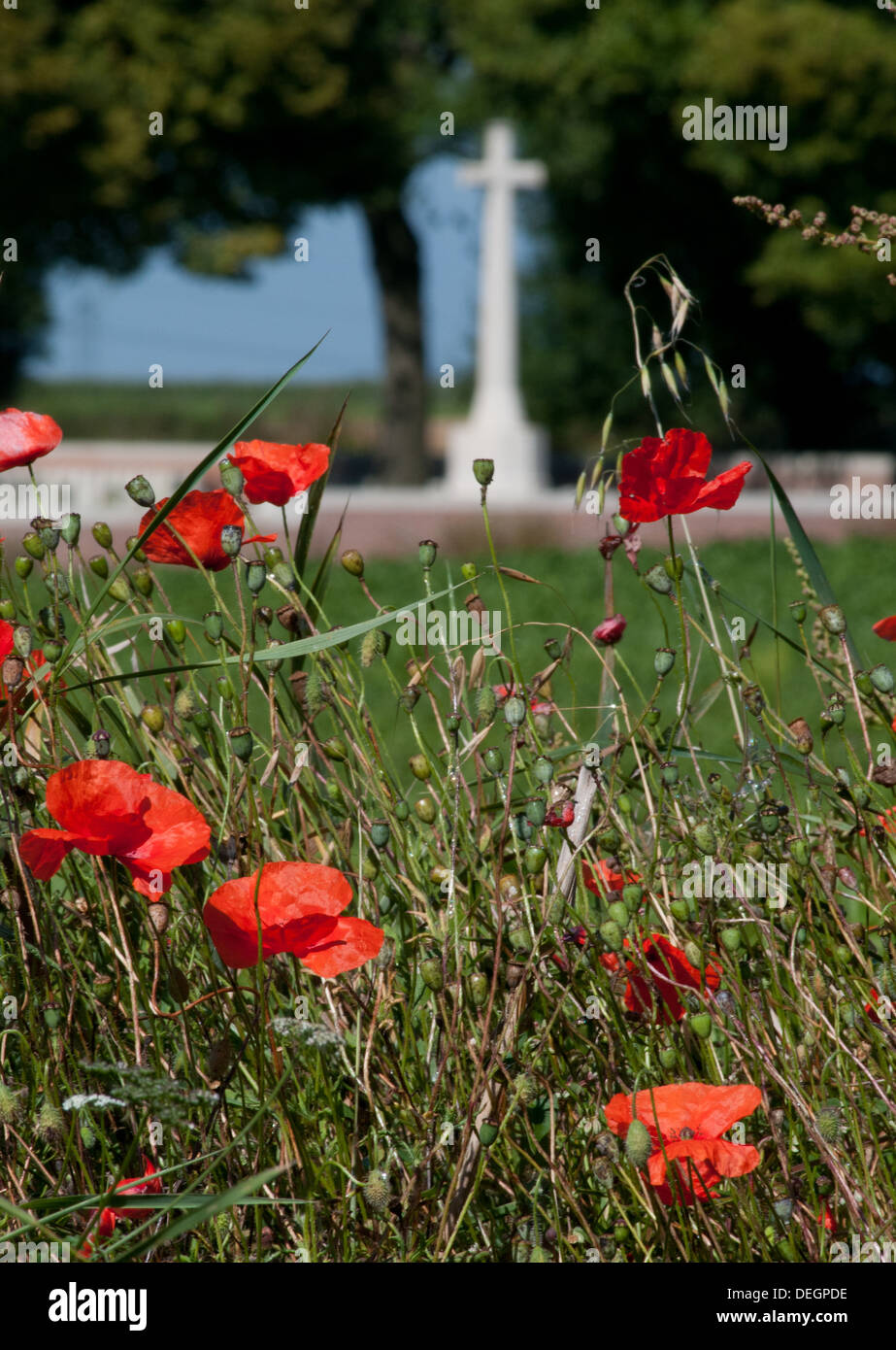 Mohnblumen im Somme Schlachtfeld mit WWI britische Kriegsgräberstätte im Hintergrund Stockfoto