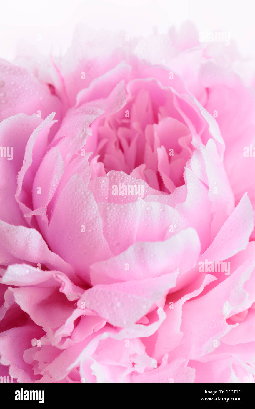 Nahaufnahme von rosa Pfingstrose (Paeonia Lactiflora Sarah Bernhardt) Stockfoto