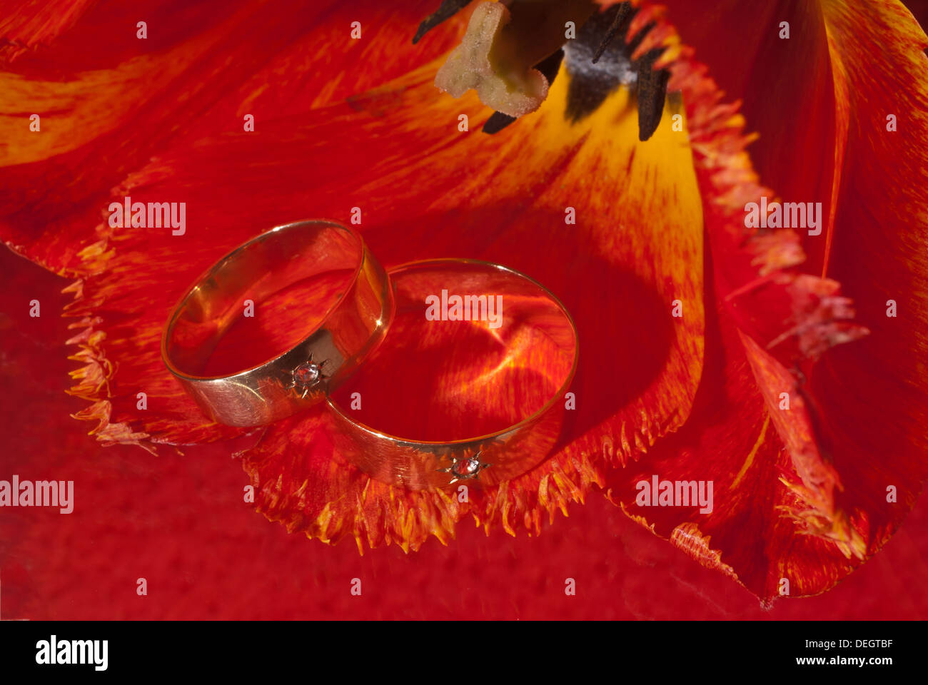 Trauringe Stockfoto