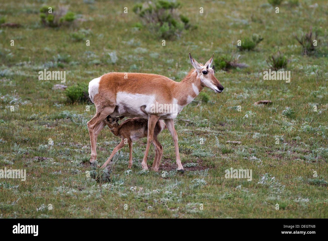 Antilope im Yellowstone National Park, erschossen In freier Wildbahn Stockfoto