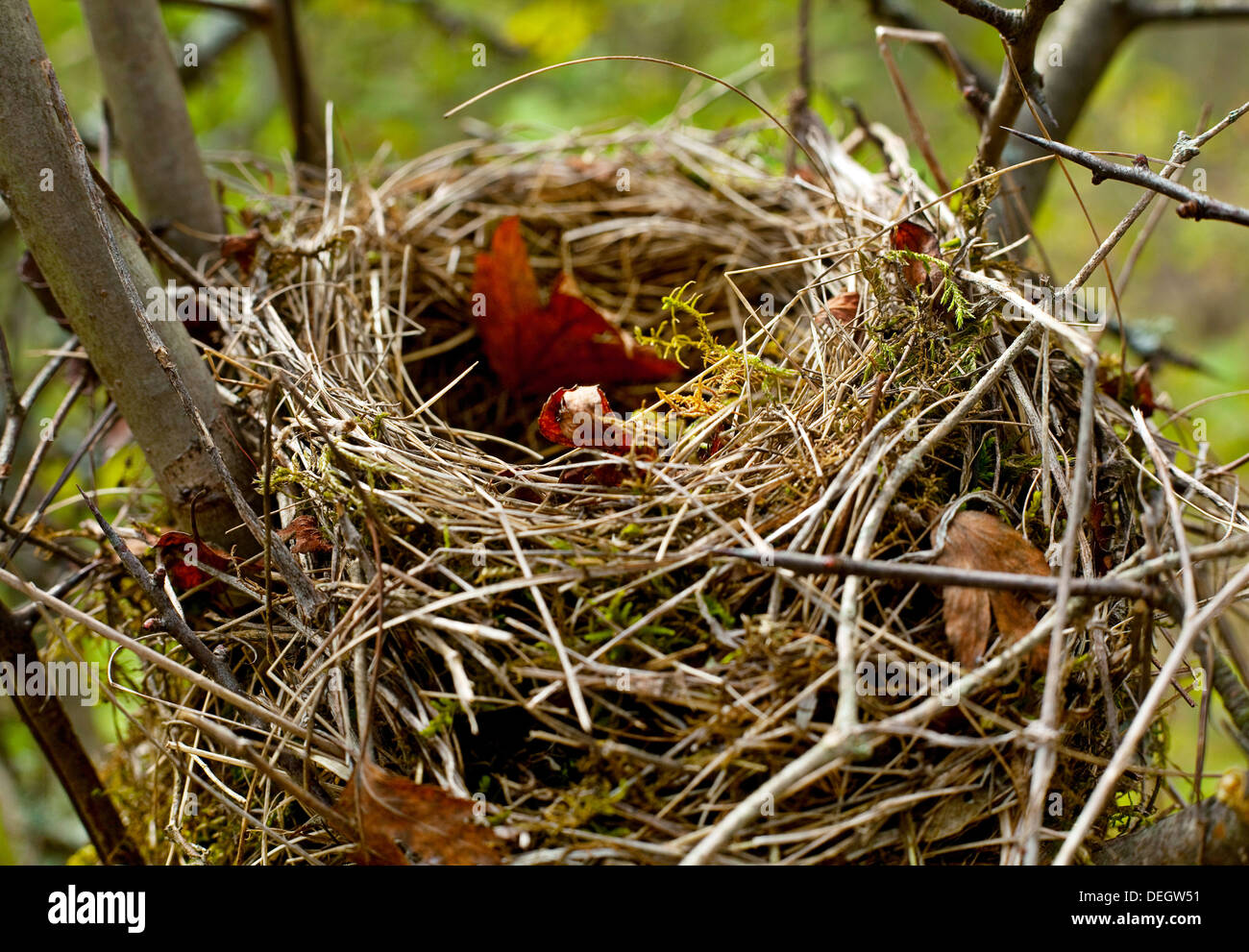 Verlassene Nest im Wald Stockfoto