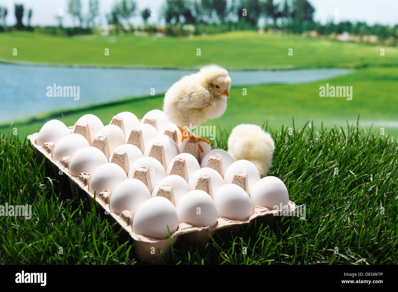 Anderen Küken auf Eiern Stockfoto