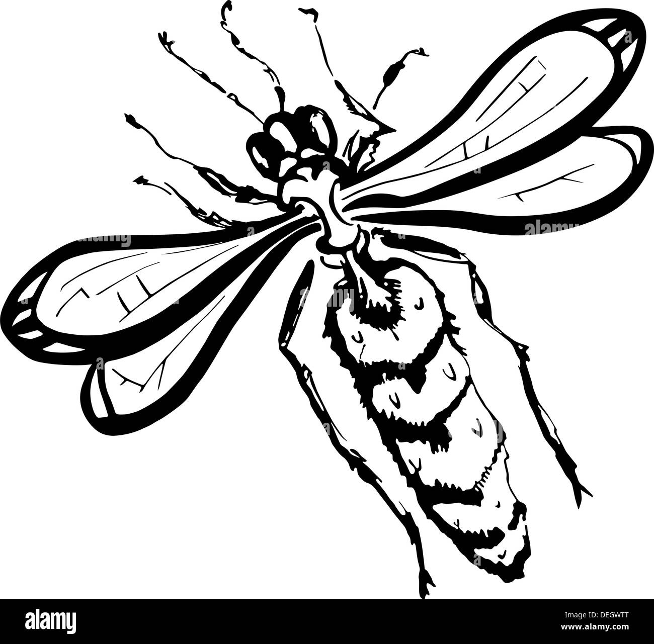 Illustration der Wespe auf weißem Hintergrund Stockfoto