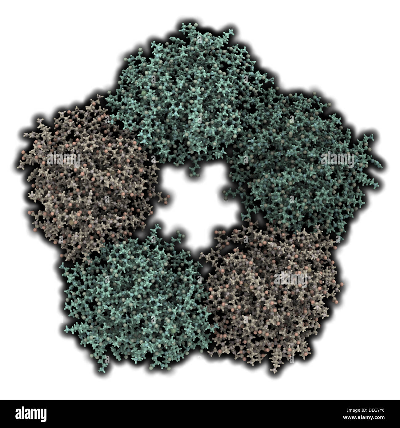 Menschlichen C reaktives Protein (CRP). Erhöhte Blutspiegel dieses