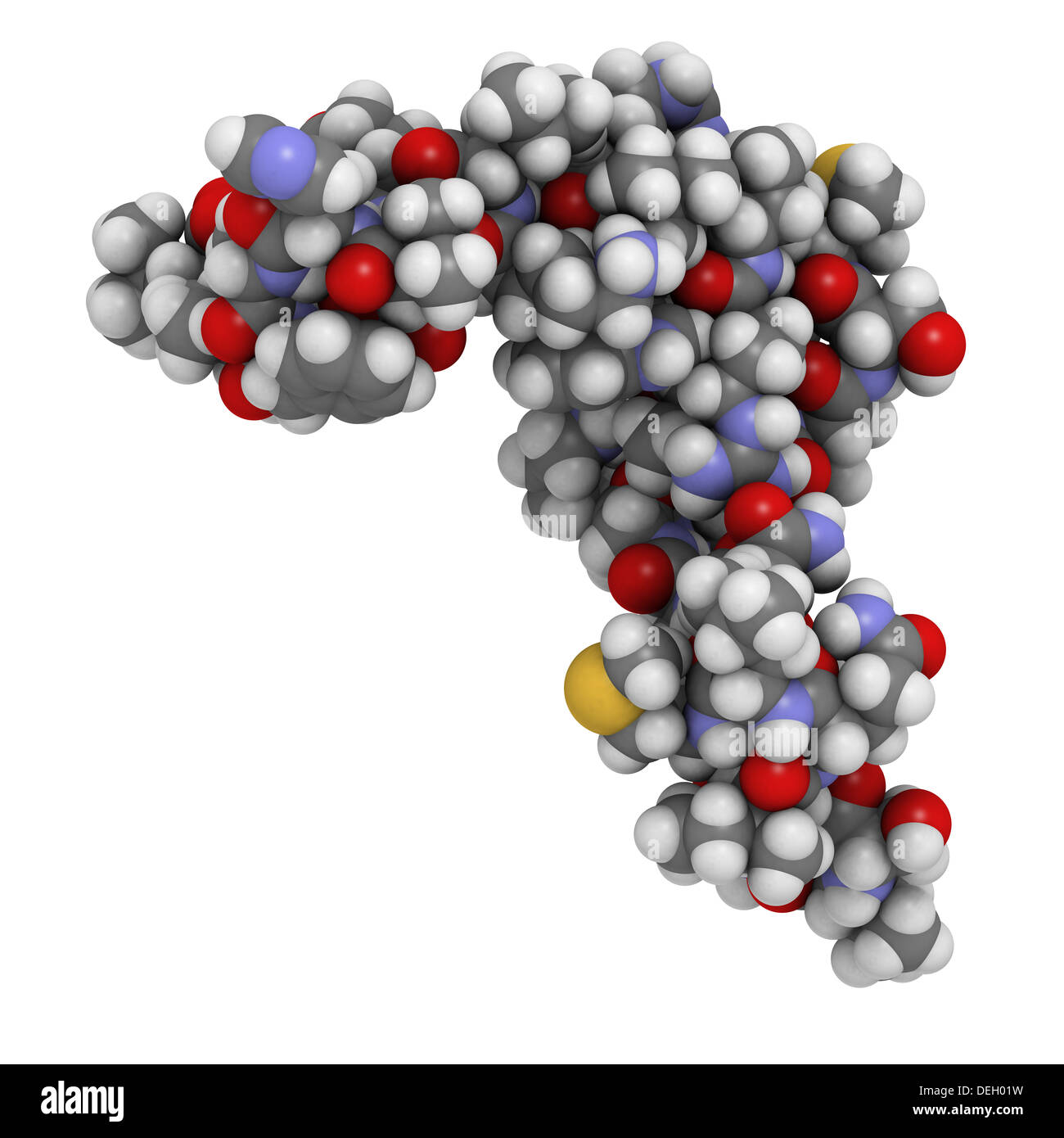 Menschlichen Parathormon (PTH, Parathormon, Parathyrin) Molekül. PTH