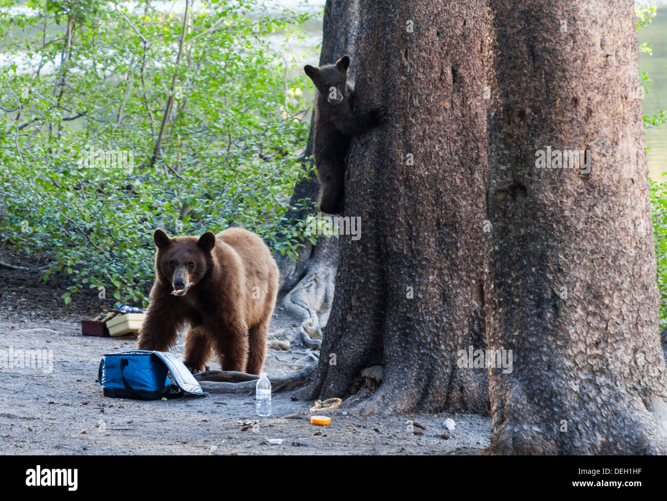 Schwarzer Bär Snacks Essen in Kühler gefunden, während junge Baum klettert Stockfoto