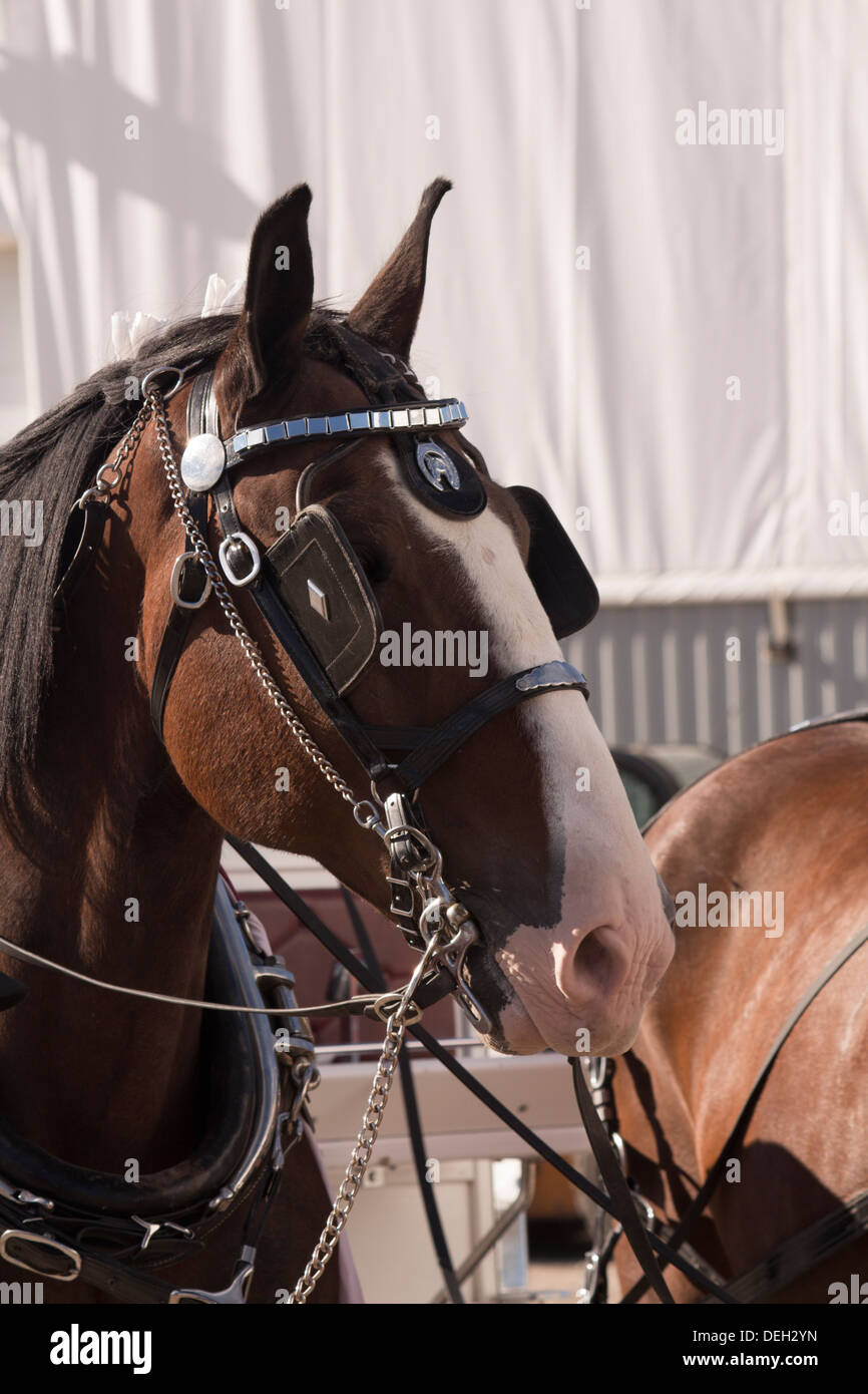 Kommerzielle Pferdekopf in zeigen Gurtzeug mit Ohren nach vorn und Scheuklappen auf. Stockfoto
