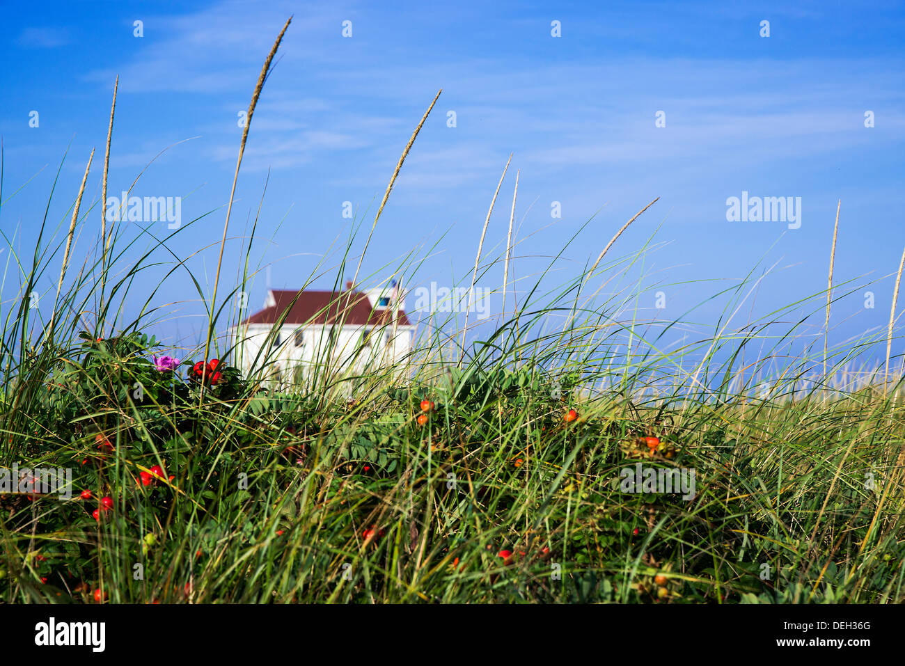 Strandhaus mit Dune Grass, Cape Cod, Massachusetts, USA Stockfoto