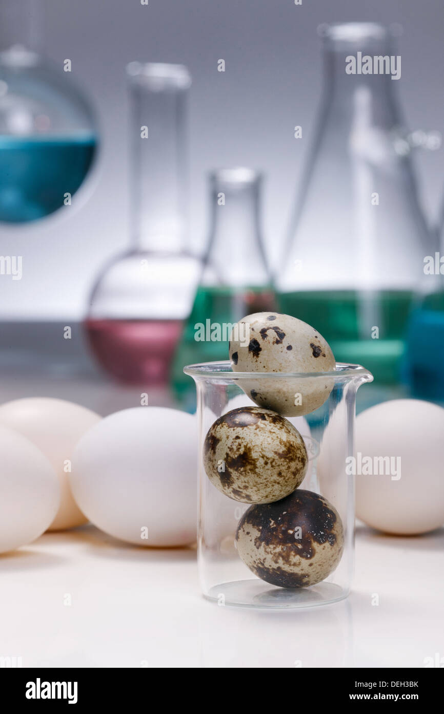 Eiern, Wachteleier und labwares Stockfoto