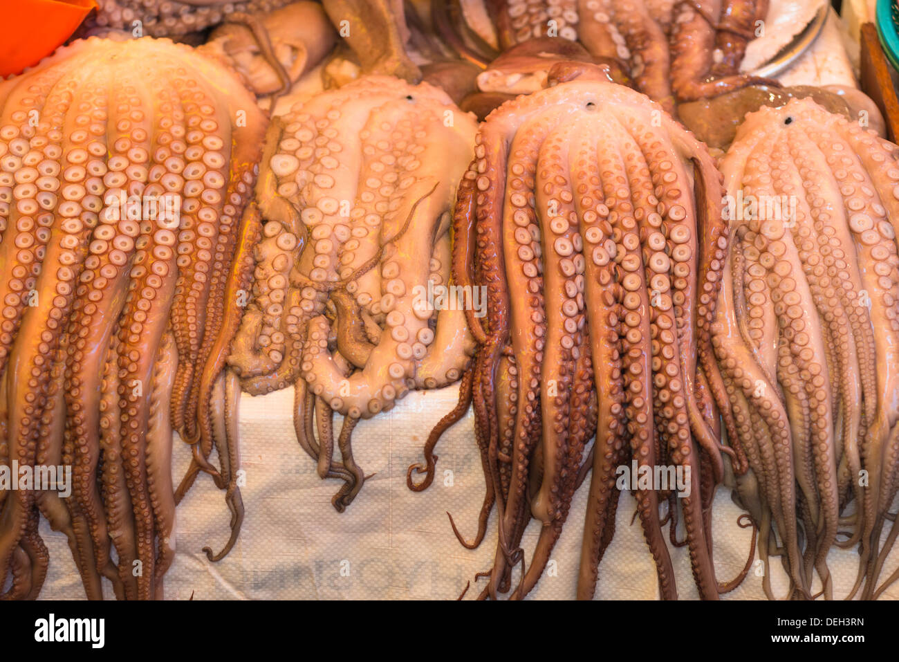Oktopus zum Verkauf am Jagalchi-Fischmarkt, Busan, Südkorea Stockfoto
