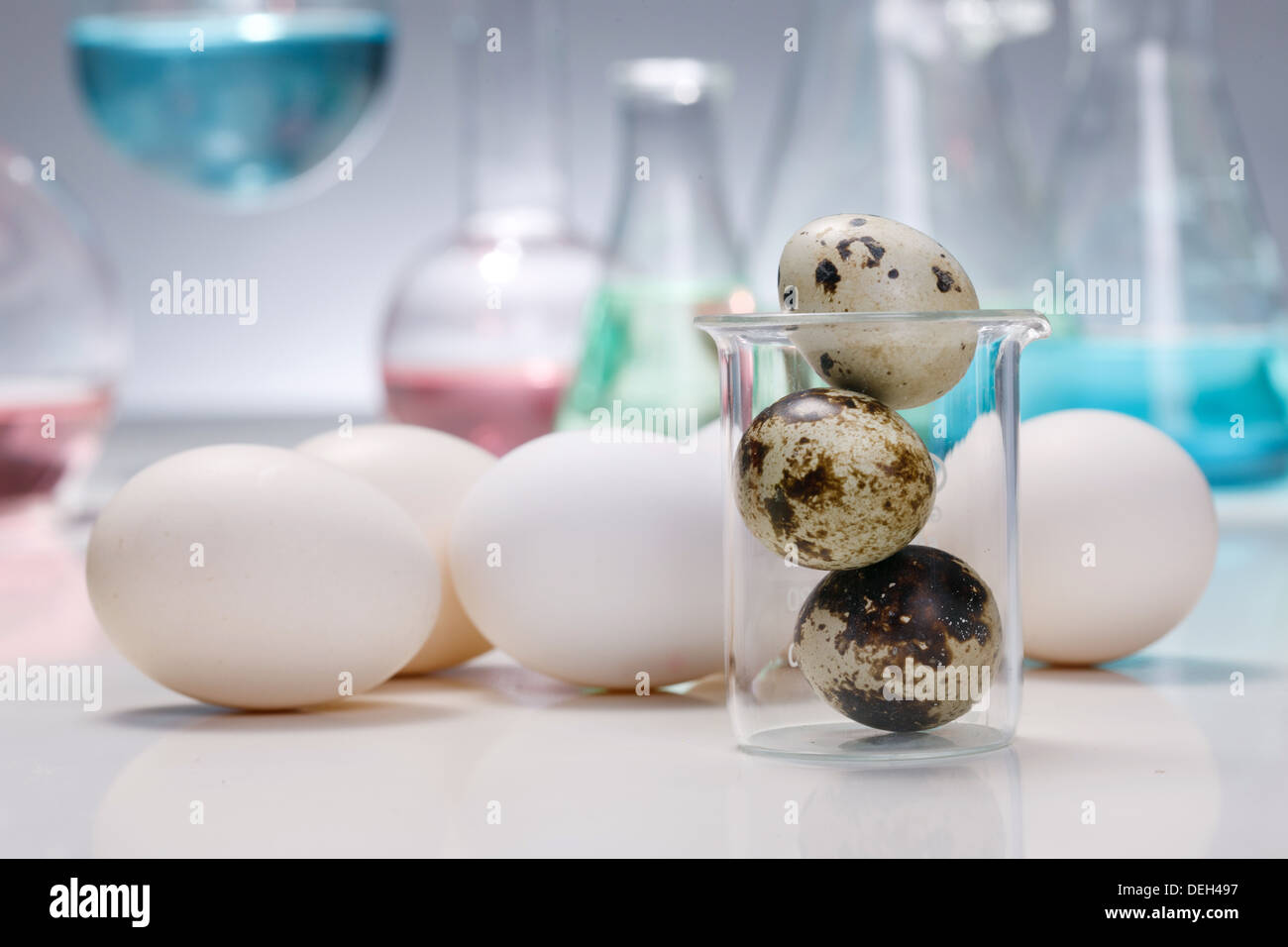 Wachtelei und Eiern im Labor Stockfoto