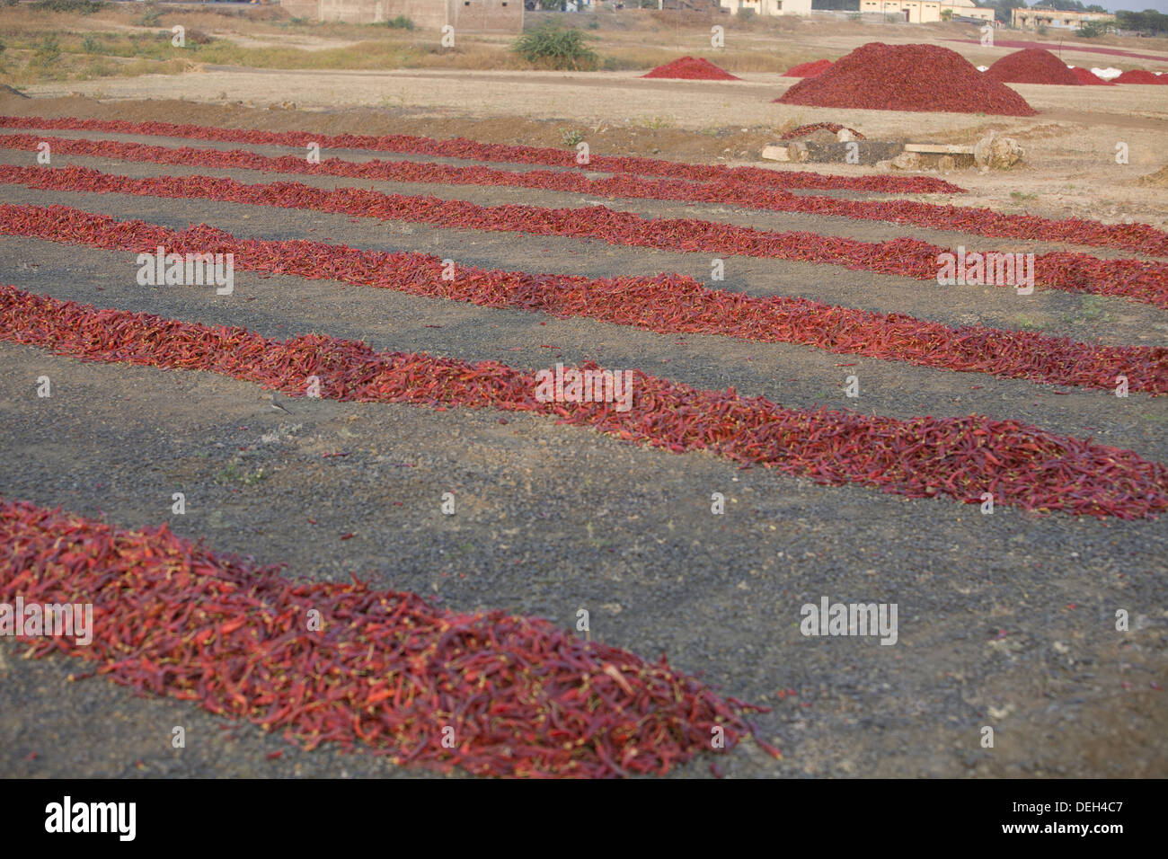 Rote Chilischoten gehalten, um zu trocknen, Devas, Indore, Khandwa Straße, Madhya Pradesh, Indien Stockfoto