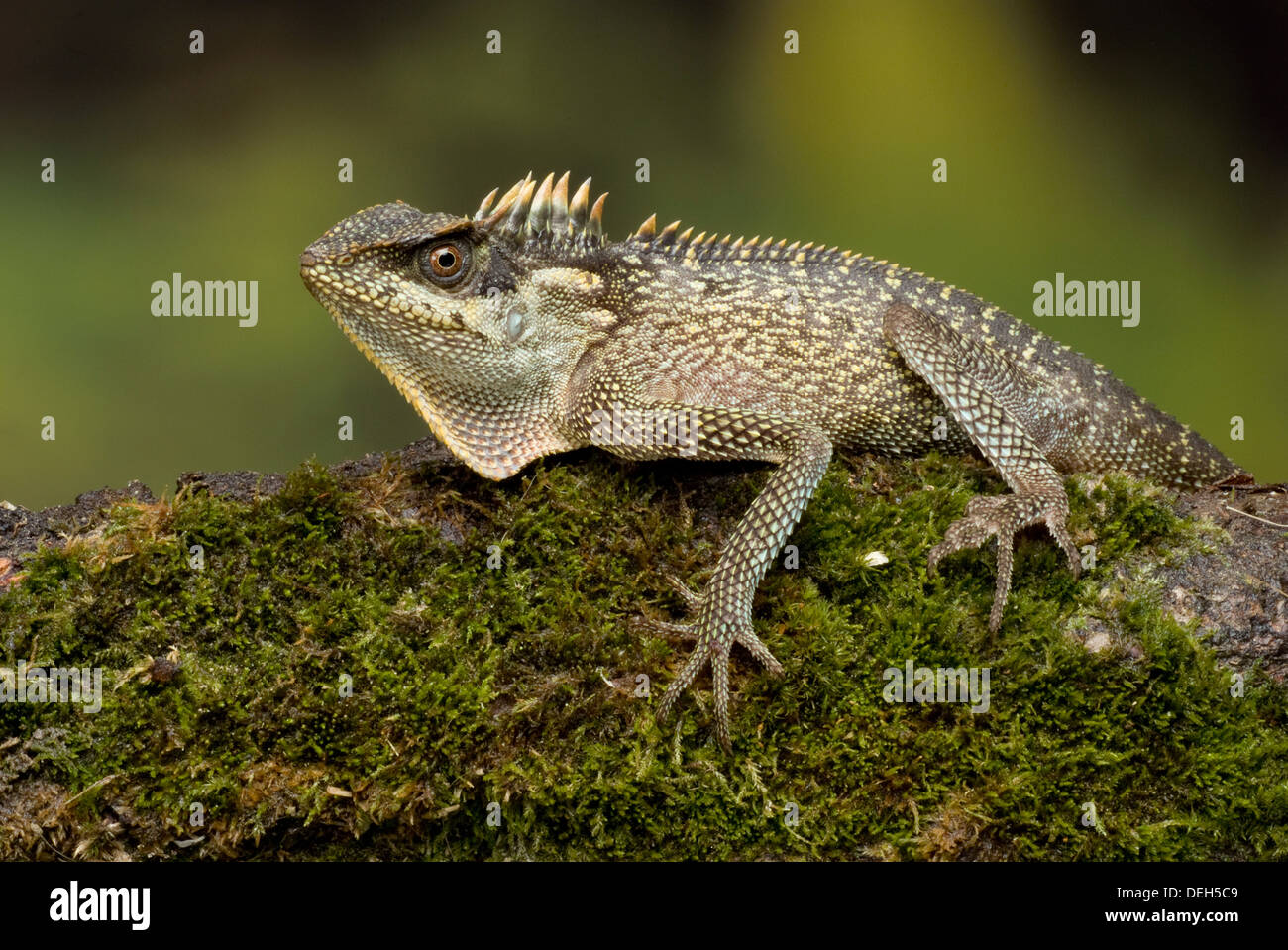 grüne Pricklenape, Acanthosaura Capra Stockfoto