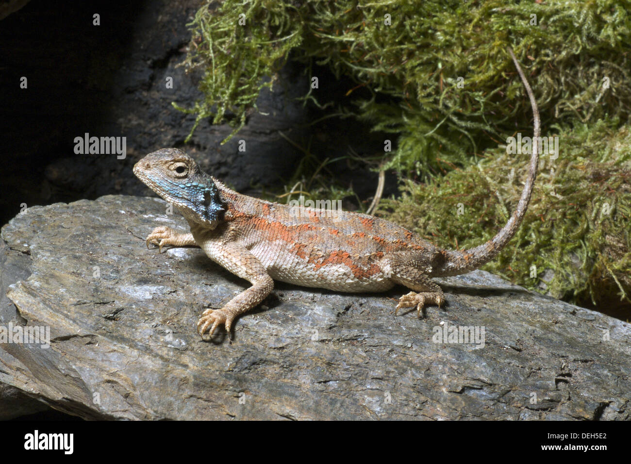 stachelige Agama Agama aculeata Stockfoto