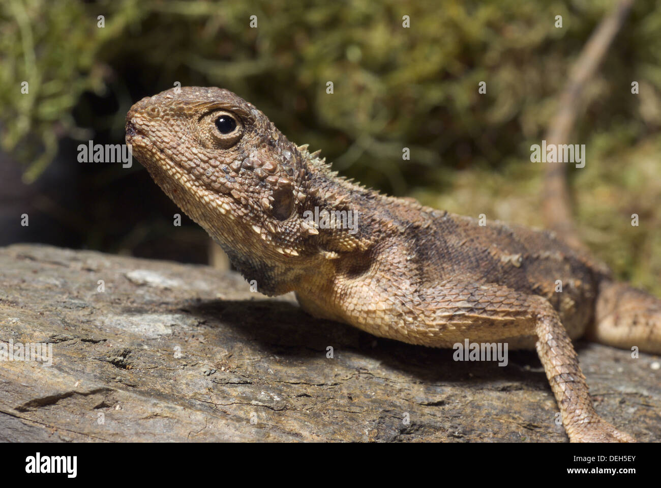 stachelige Agama Agama aculeata Stockfoto