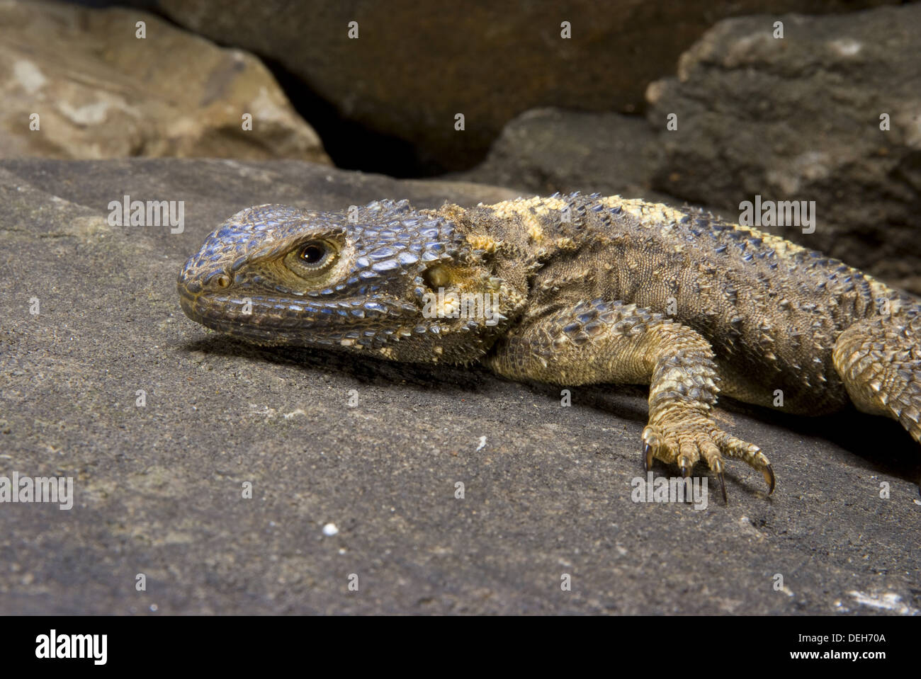 Stellion, Roughtail Rock Agama, Laudakia stellio Stockfoto