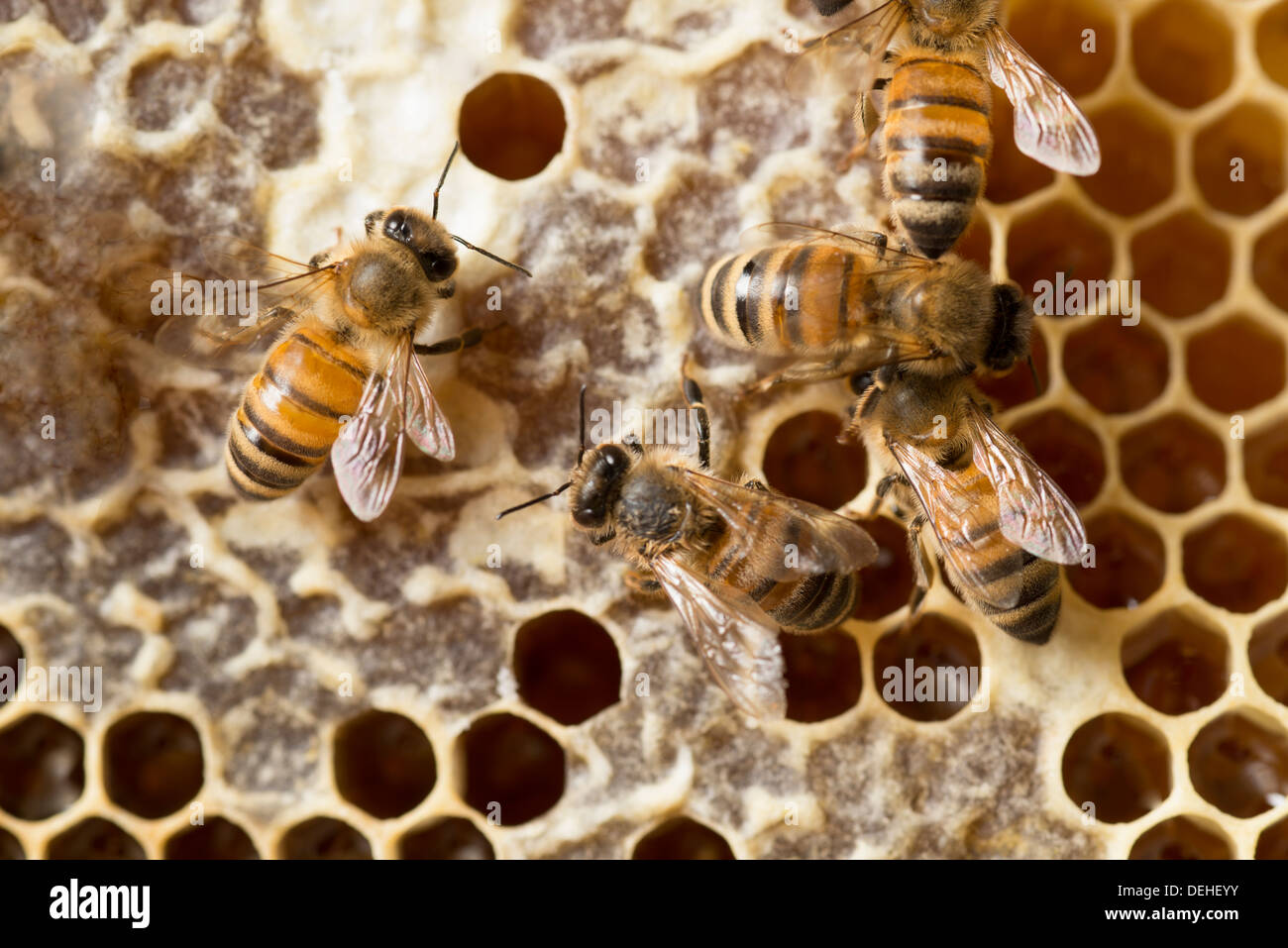 Honigbienen auf Kamm Stockfoto