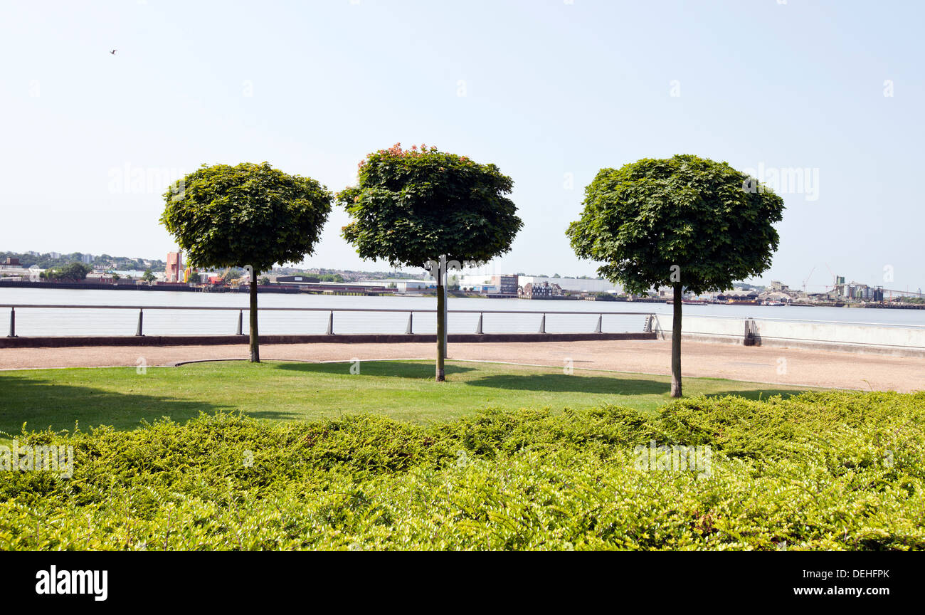 Drei Bäume gepflanzt durch die Stadt am Fluss Stockfoto