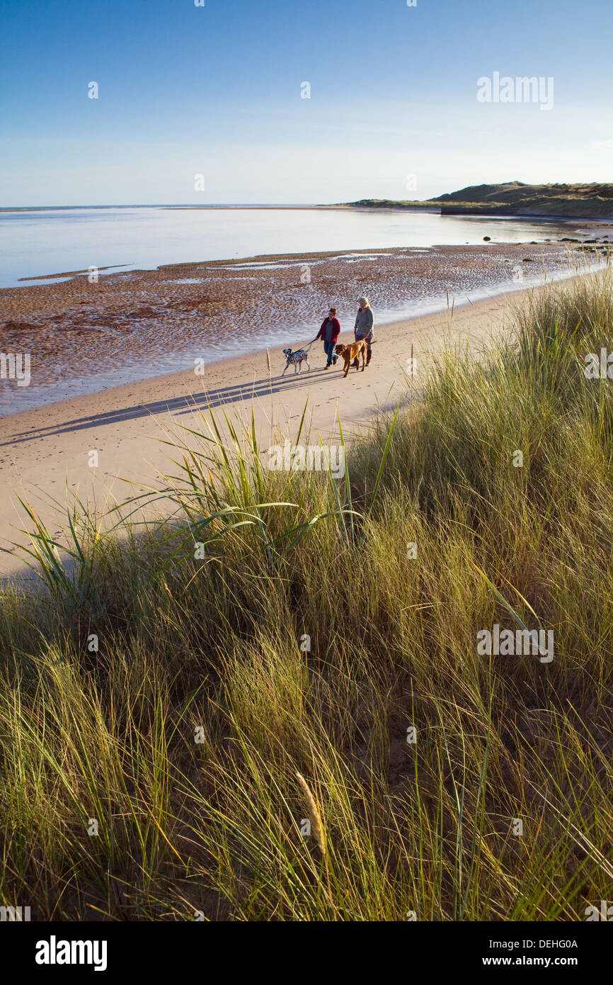 Wanderer und ihre Hunde an einem frühen Morgen Spaziergang im Budle Bay an der Northumberland Küste in der Nähe von Bamburgh. Stockfoto