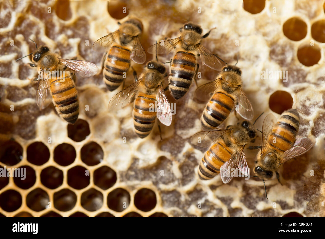 Honigbienen auf Kamm Stockfoto
