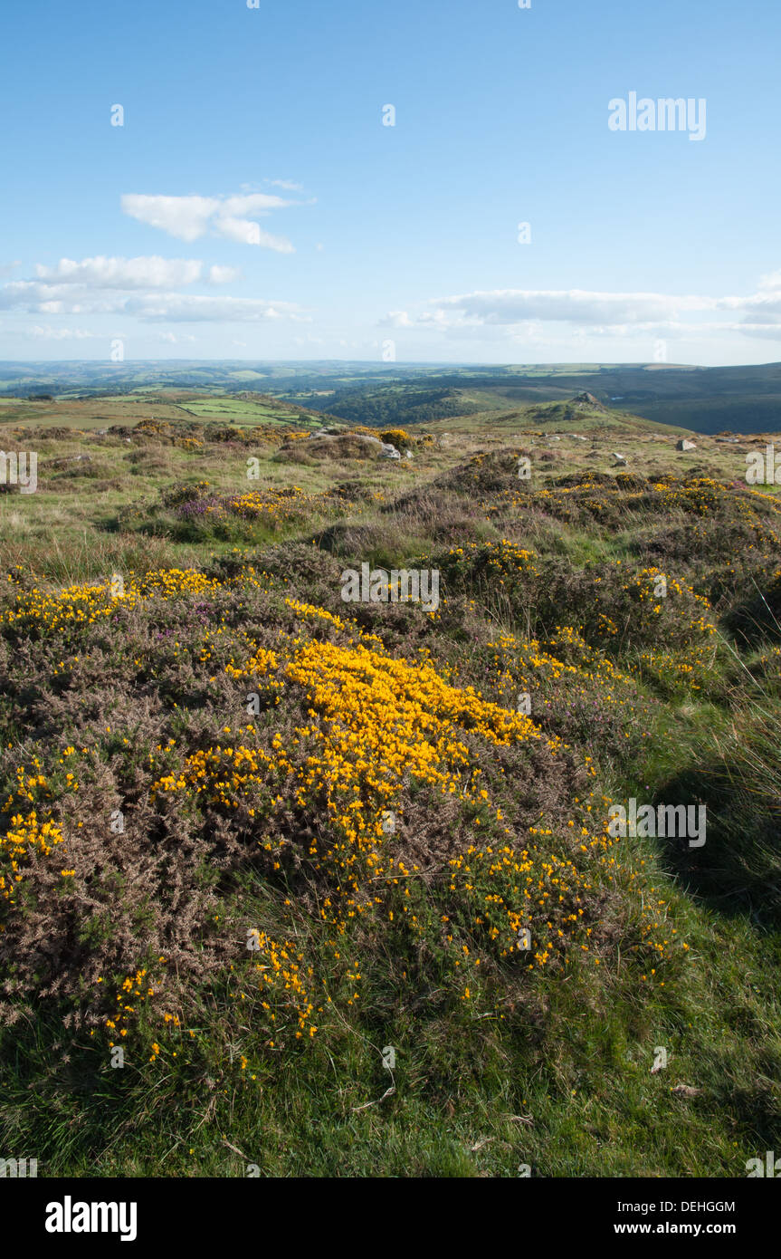 Western-Ginster blühen auf Seite von Yar Tor, Dartmoor Stockfoto