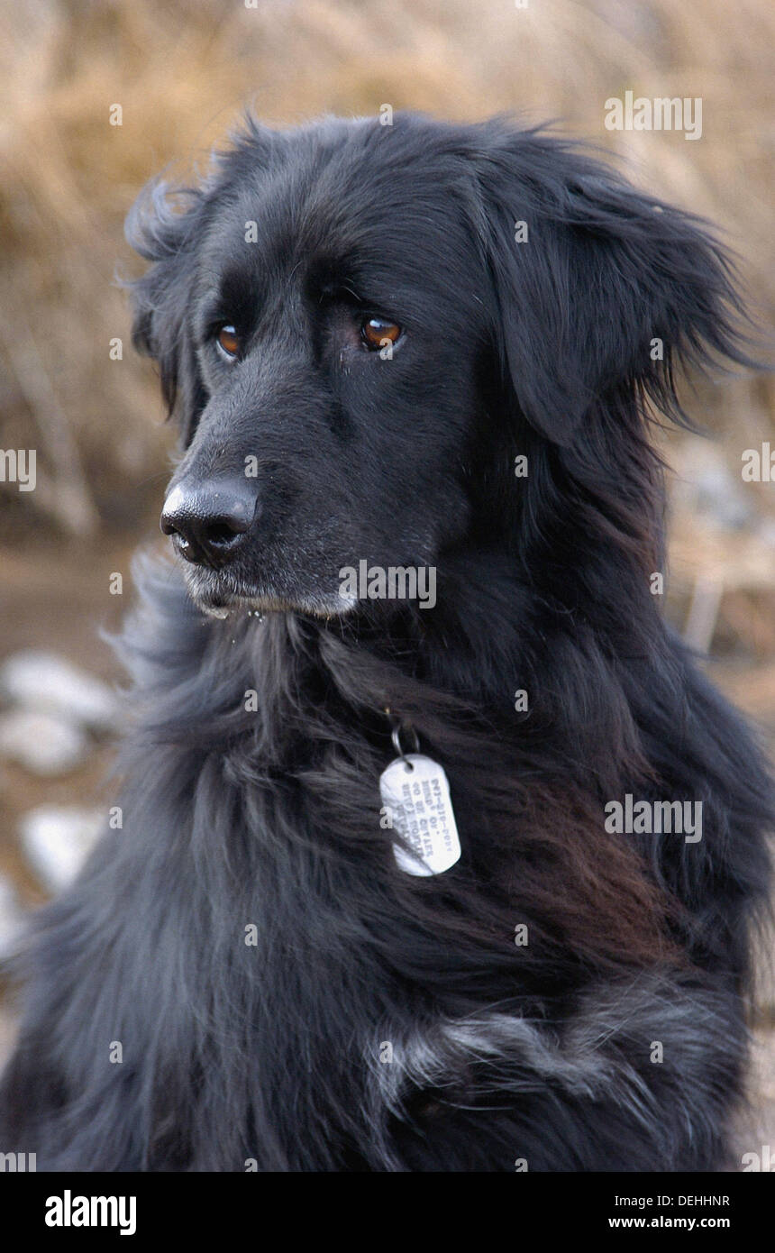Neufundländer schäferhund -Fotos und -Bildmaterial in hoher Auflösung –  Alamy