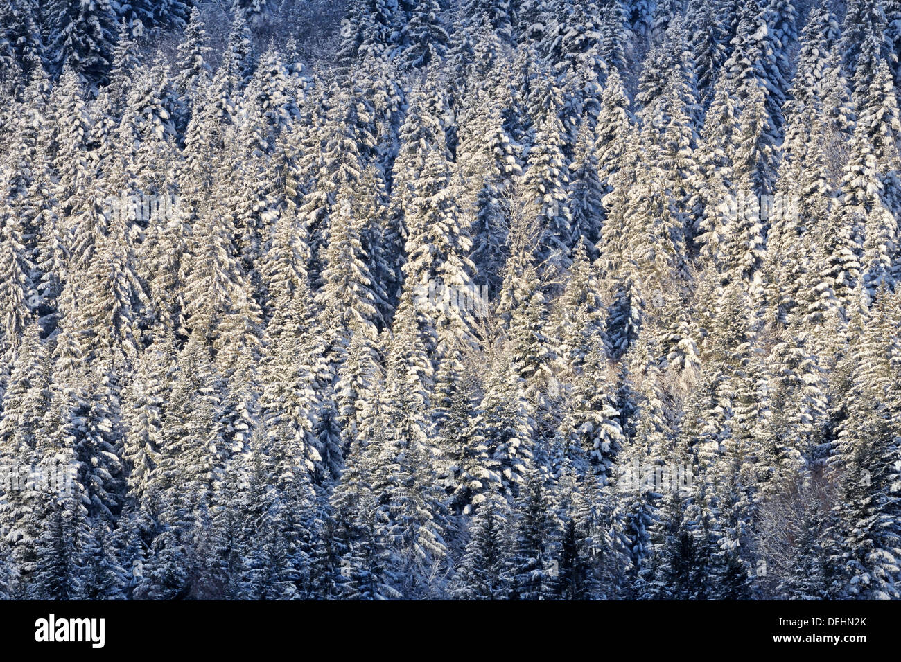 Blick auf eine Berglandschaft mit Schnee bedeckten Pinien und einen Streifen des Sonnenlichts. Stockfoto