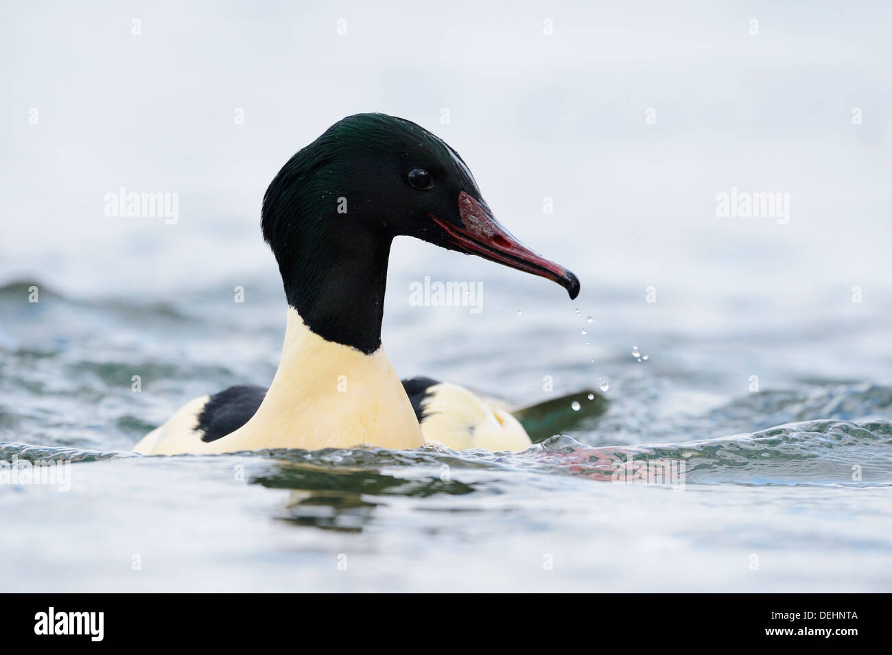 Gemeinsamen Prototyp im Wasser. Stockfoto