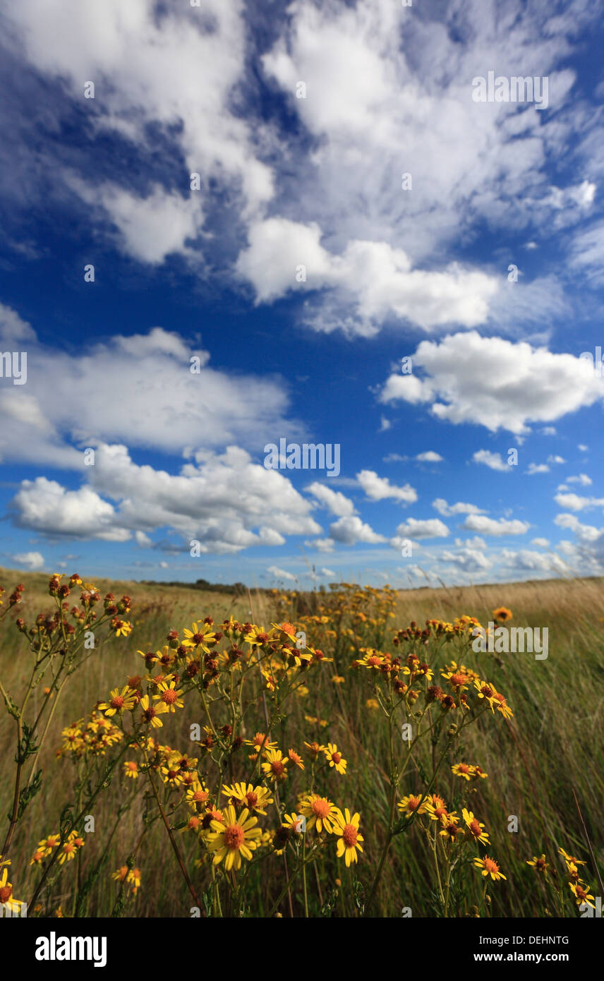 Wildblumen in Holme Dunes National Nature Reserve an der North Norfolk-Küste. Stockfoto