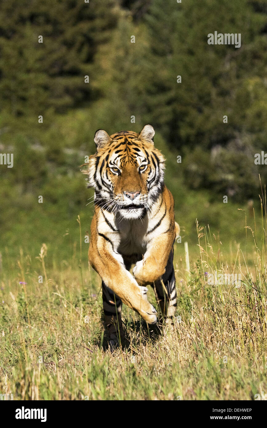 Sibirischer Tiger in Bewegung Stockfoto
