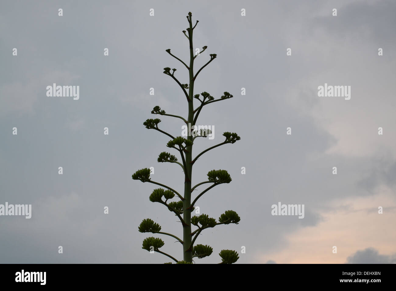 schönen Abend Stockfoto