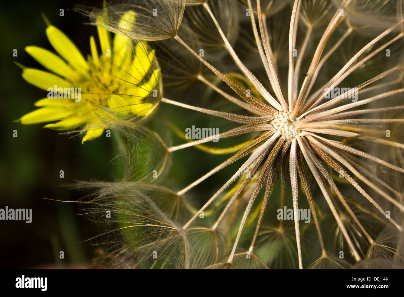 Gelber Bart schädliches Unkraut Blossom & Samen Ziegenkopfes (Tragopogon Dubius) Stockfoto