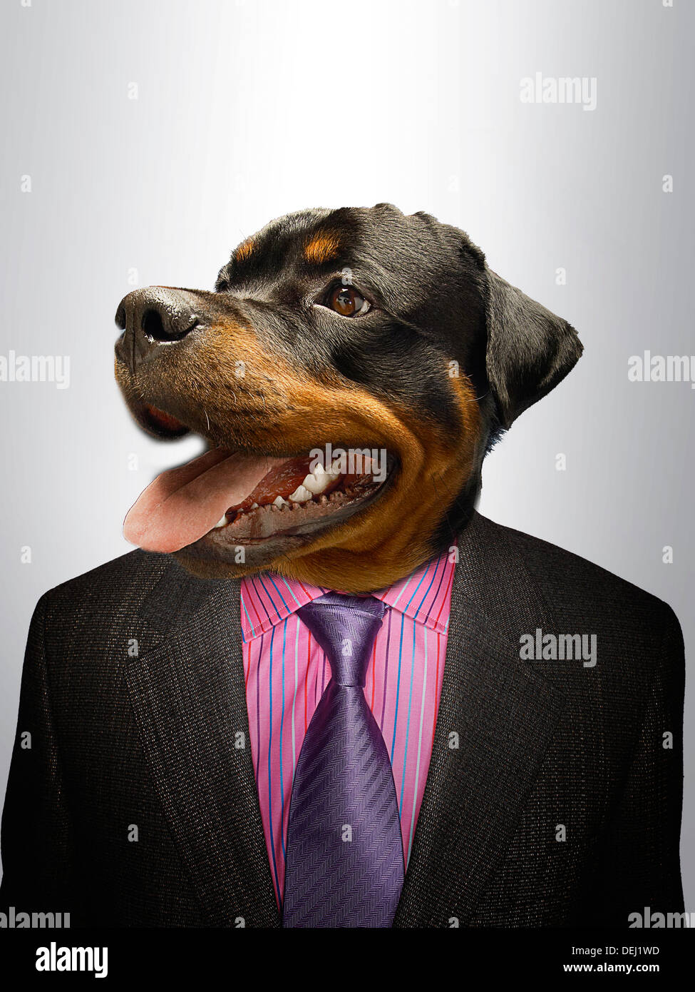 Rottweiler Hund verkleidete sich als formelle Business-Mann Stockfoto