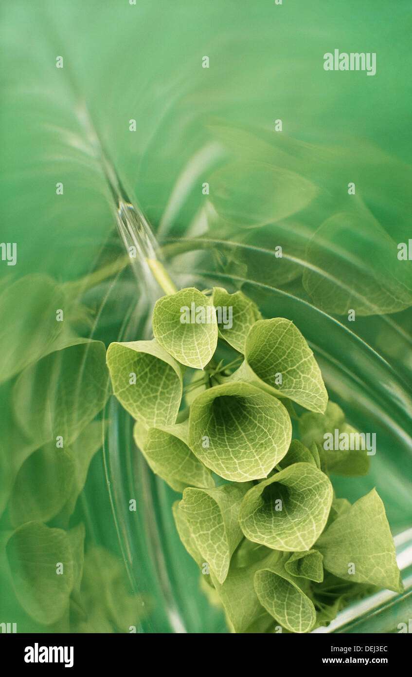 Grüne Blume im Glaskörper Hintergrund Stockfoto