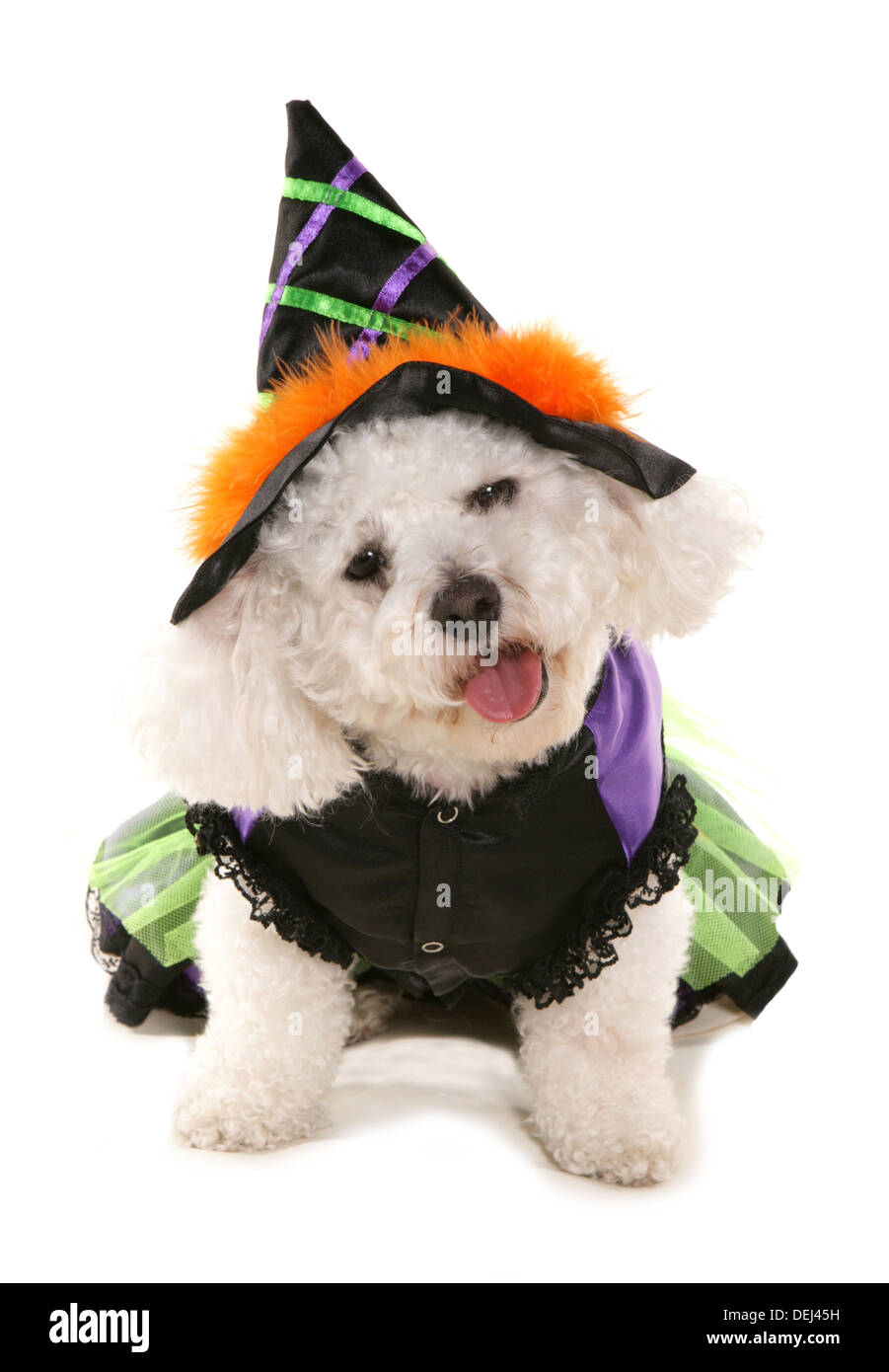 Bichon Frise Hund gekleidet in Halloween Kostüm Atelier Ausschnitt Stockfoto