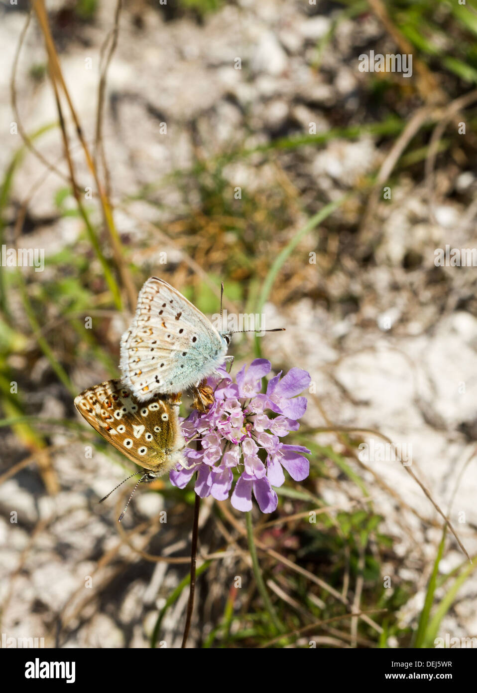 Chalkhill blaue Schmetterlinge Paarung, South Downs, Sussex, UK Stockfoto