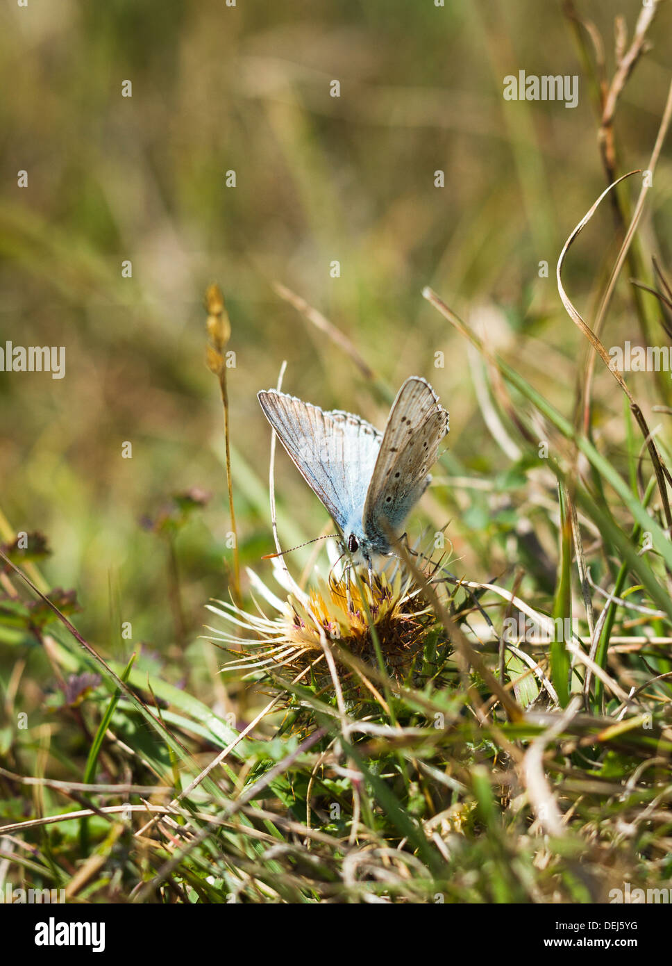 Chalkhill blaue Schmetterling auf Carline Thistle, South Downs, Sussex, UK Stockfoto