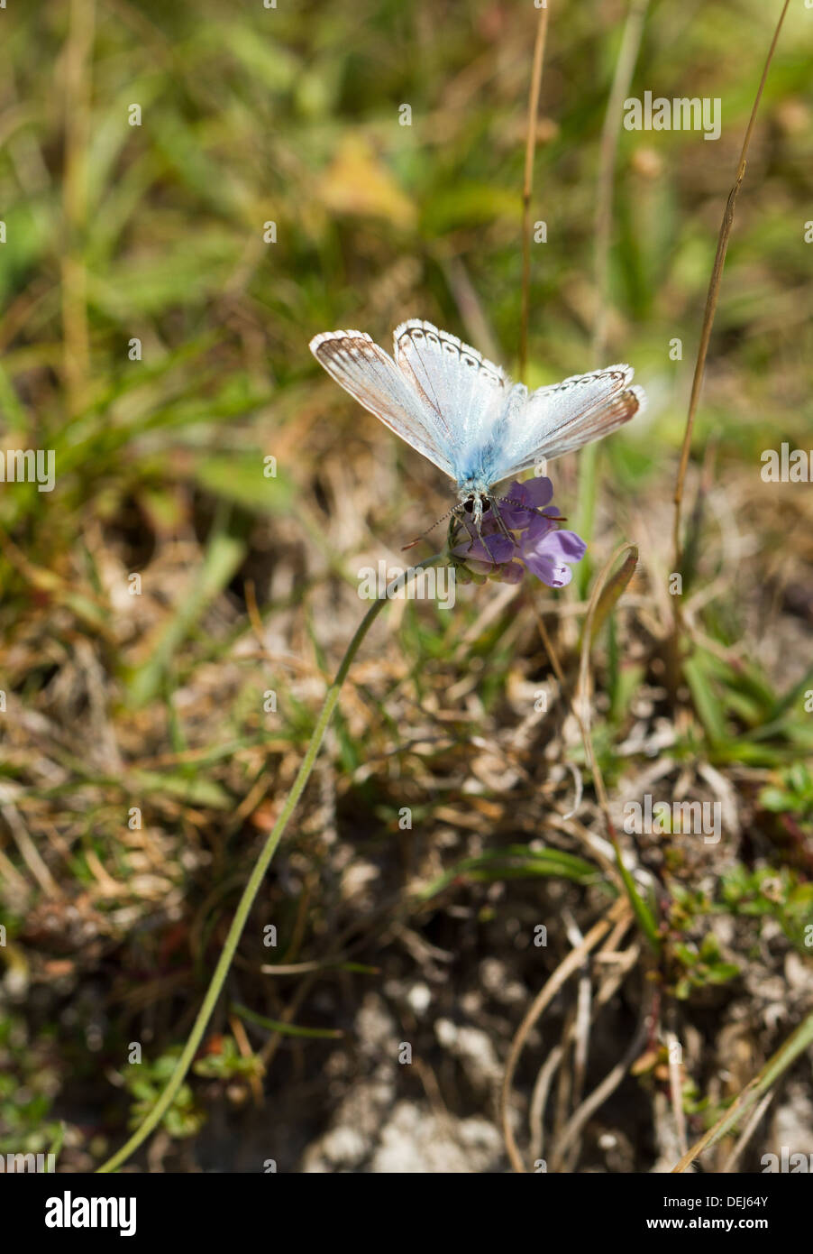 Chalkhill blue Butterfly, South Downs, Sussex, UK Stockfoto