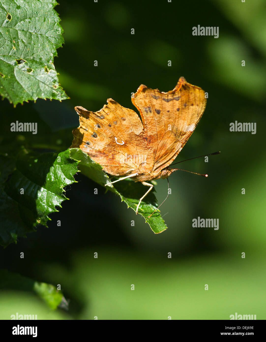 Komma-Schmetterling auf einem Blatt mit Rüssel verlängert Stockfoto