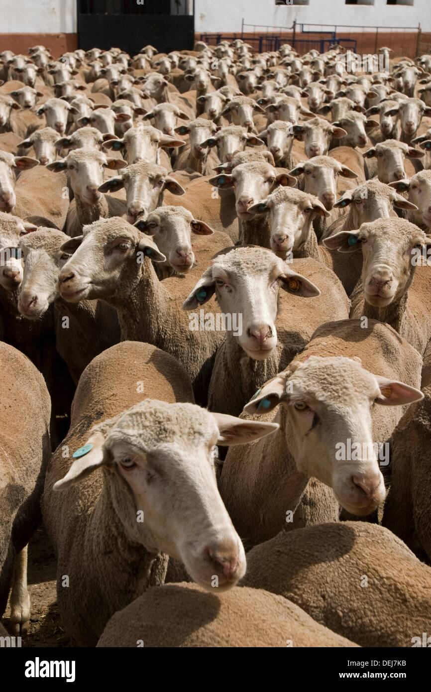 Raza merina Fotos und Bildmaterial in hoher Auflösung Alamy