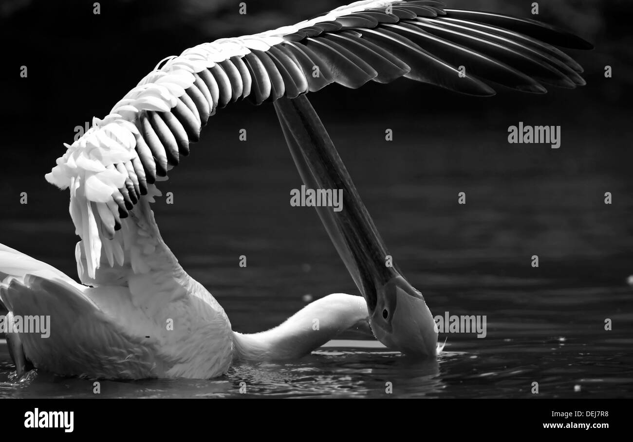 Rosigen Pelikan Stockfoto
