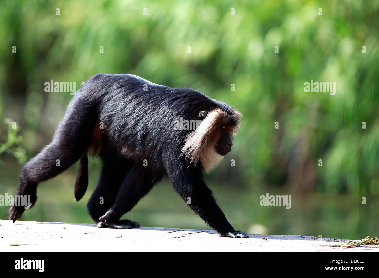 Löwe-tailed Macaque, Affen, Tiere in freier Wildbahn, Säugetier, Tier, Nationalpark in Delhi, Indien Stockfoto